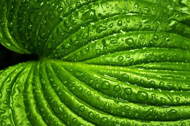 Green tea leaf water